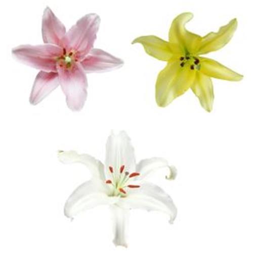 PINKS, WHITE, & YELLOW ASSORTED ORIENTAL LILIES